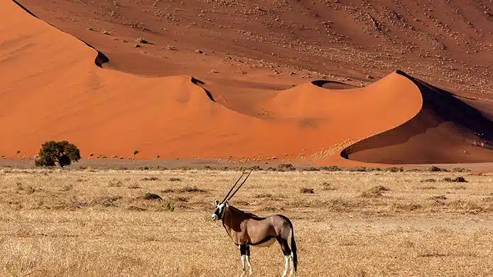 Namib Desert