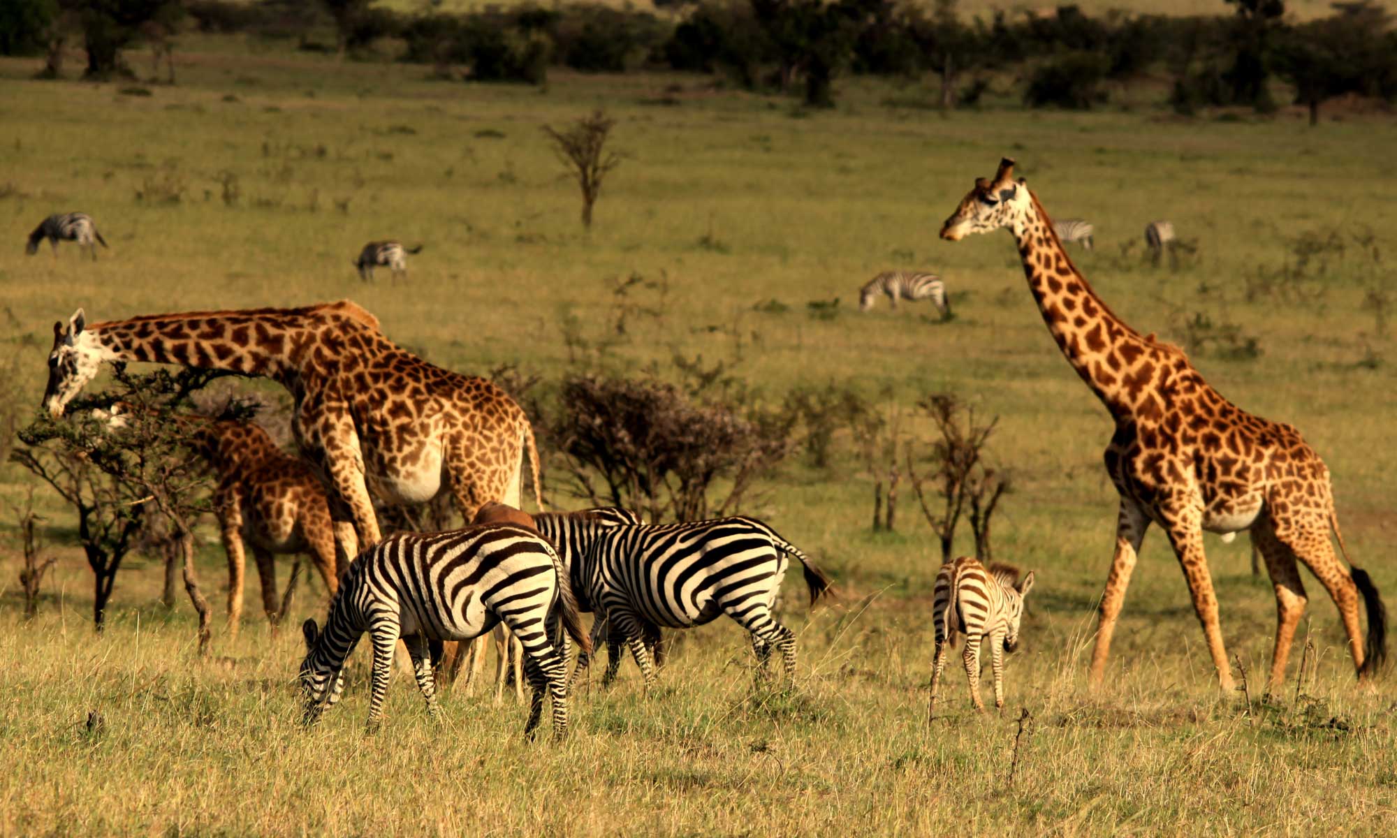 Masai Mara - Kenya Live webcam